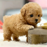 Interactive Realistic Golden Retriever Toy Dog | Walking Barking & Tail Wagging Electric Puppy with Sounds